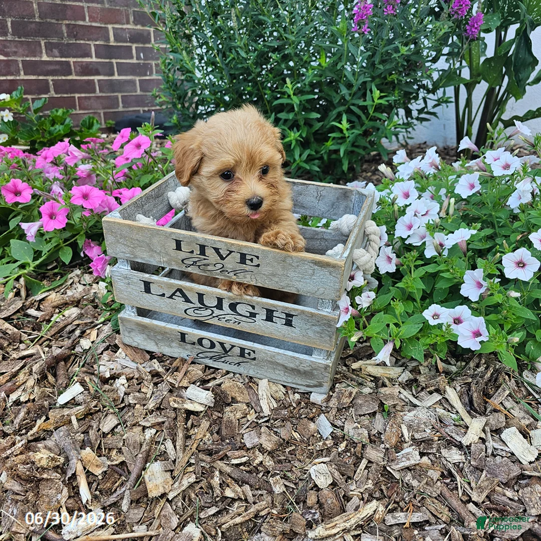Havapoo dogs for sale: Steve - Ad 3
