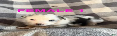 Lily - Female 1