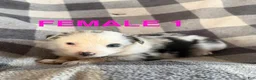 Australian Shepherd dogs for sale: Lily - Female 1 - Ad 1