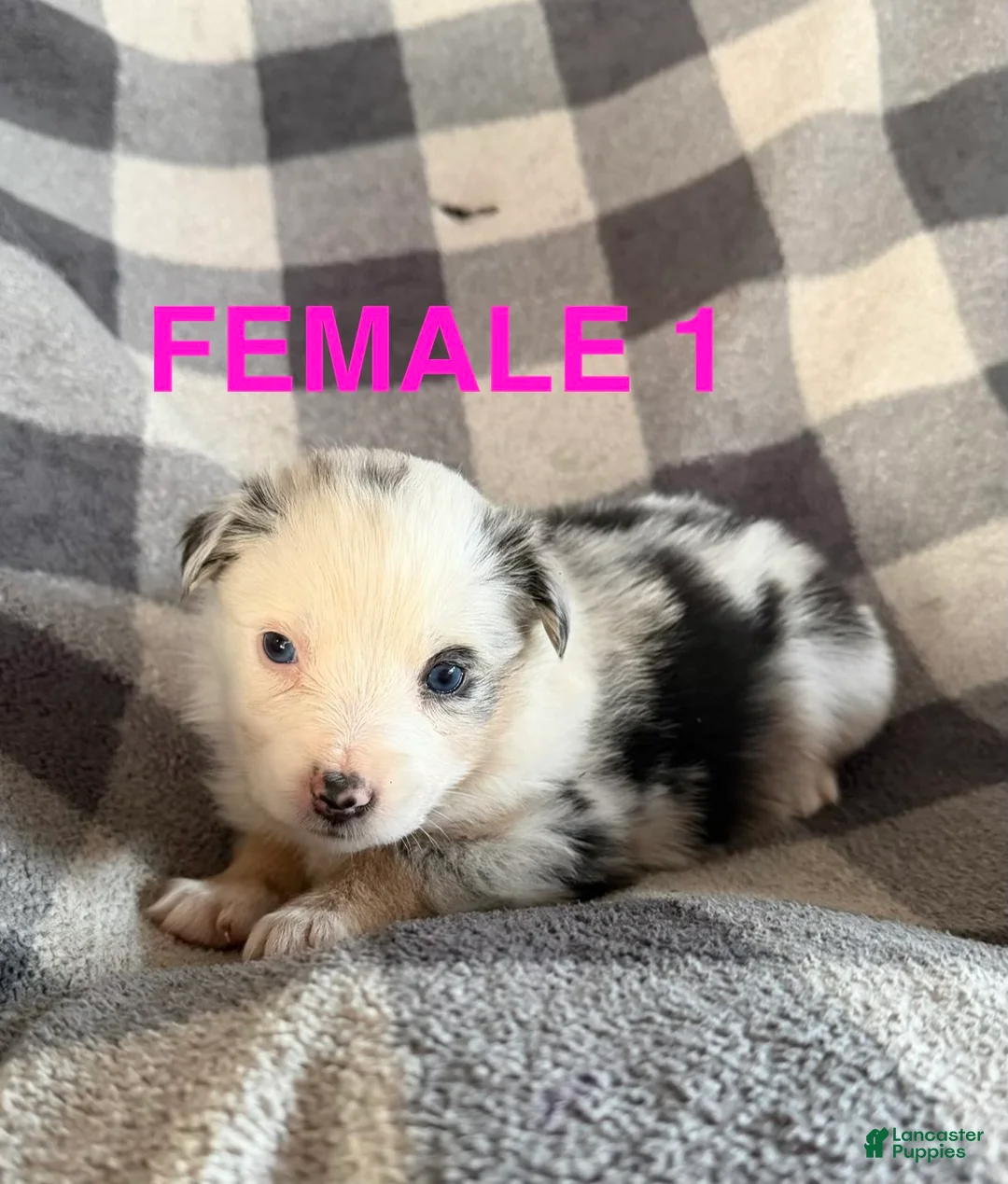 Australian Shepherd dogs for sale: Lily - Female 1 - Ad 1