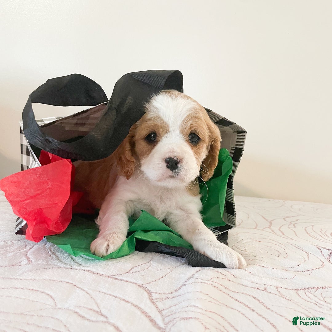 Cavapoo dogs for sale: Cindy - Ad 2