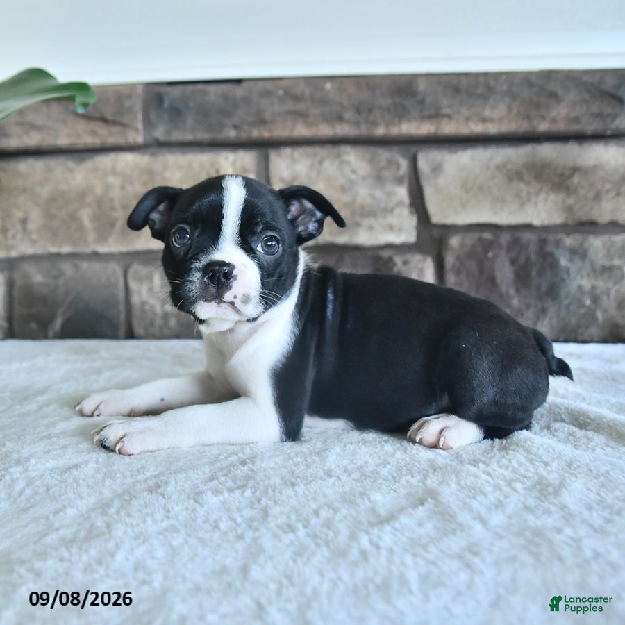 Boston Terrier dogs Clancy - Ad 2