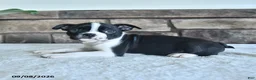 Boston Terrier dogs for sale: Clancy - Ad 2