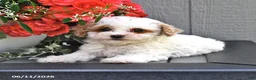 Miniature Poodle dogs for sale: Star - Ad 1