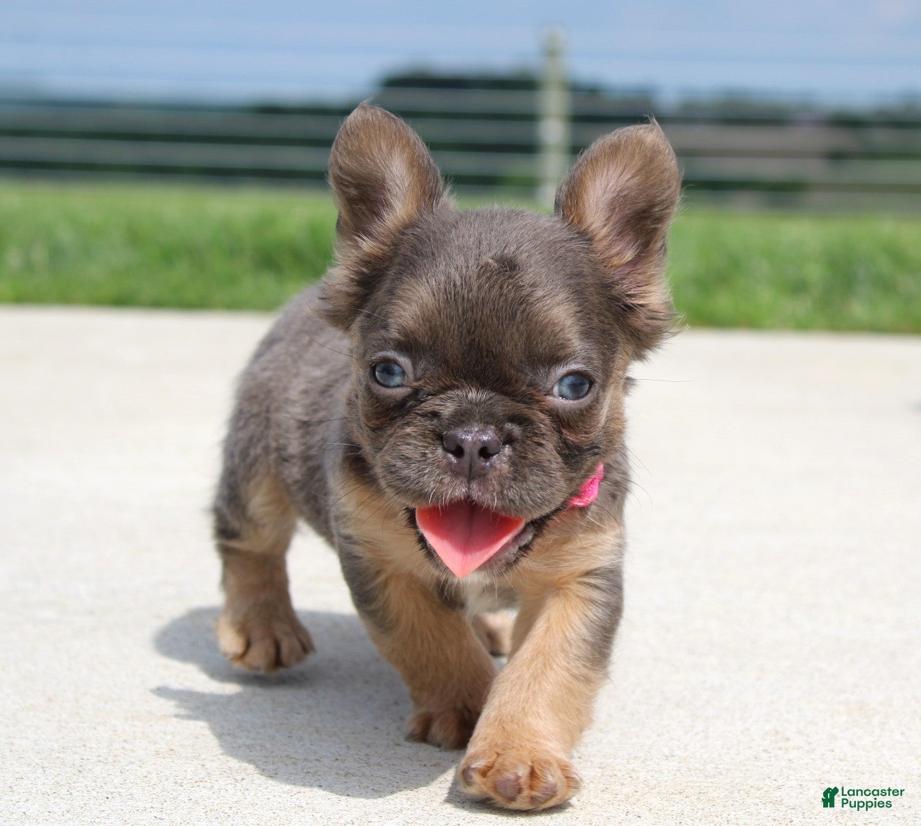 French Bulldog dogs Jana - Ad 2