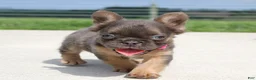French Bulldog dogs for sale: Jana - Ad 6