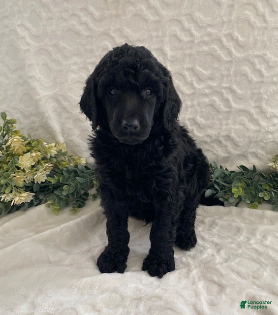 Standard Poodle dogs Kody- genetic clear - Ad 36