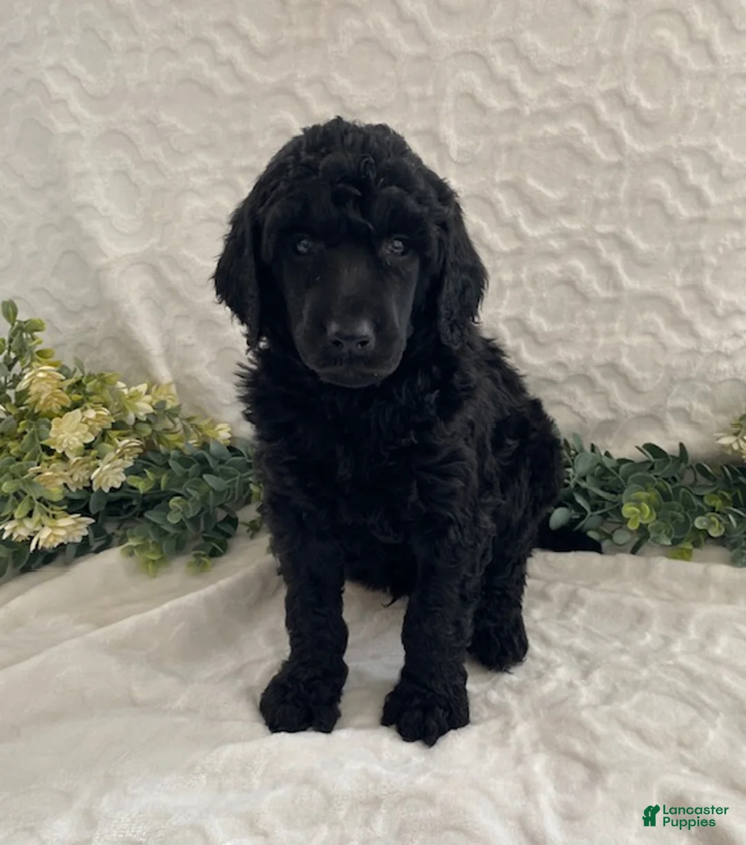 Standard Poodle dogs for sale: Kody- genetic clear - Ad 1