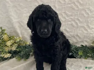 Standard Poodle dogs Kody- genetic clear - Ad 36