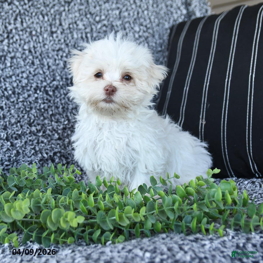 Maltese dogs Kohl - Ad 2