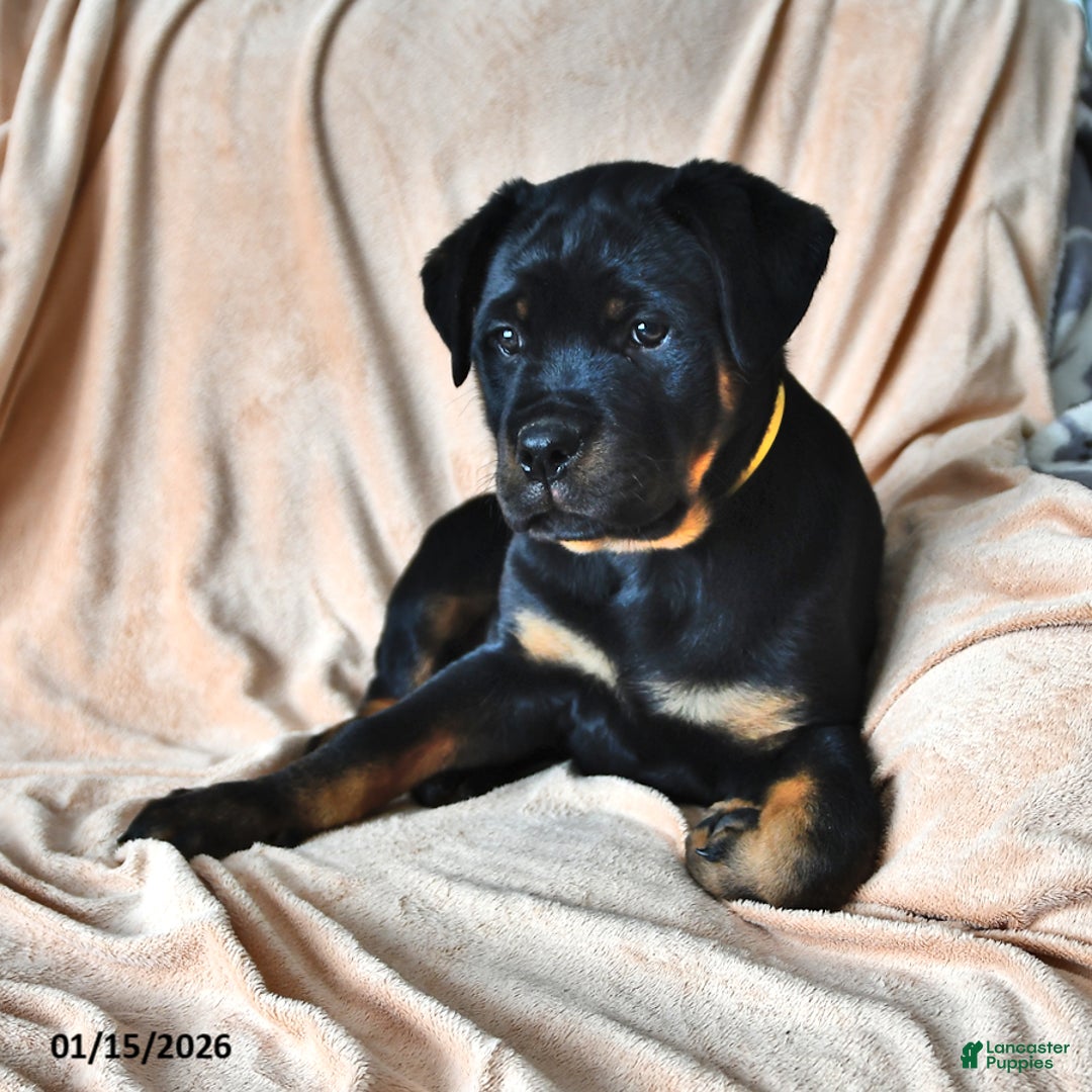 Rottweiler dogs for sale: Ann - Ad 3