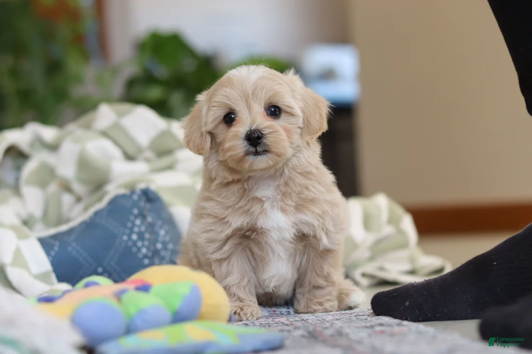 Maltipoo dogs for sale: Waffles - Ad 11
