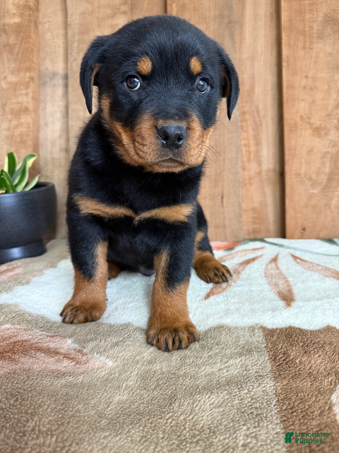 Rottweiler dogs for sale: Logan - Ad 2