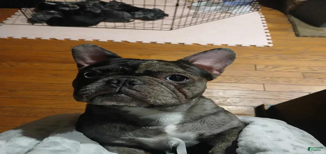 Gallery Image {{count}}