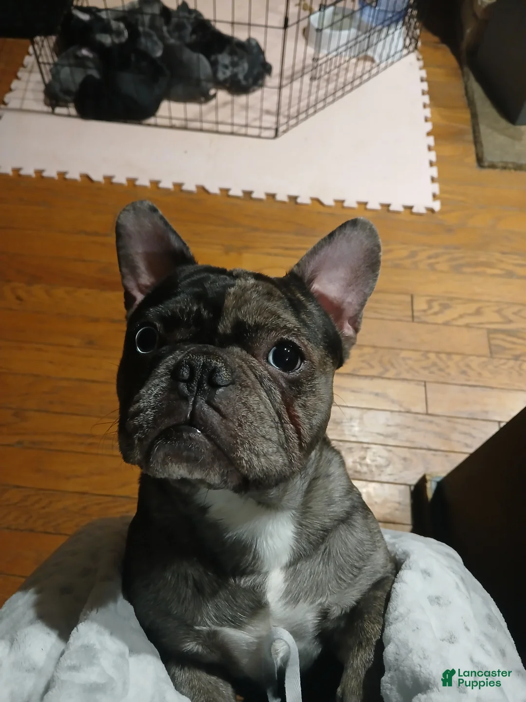 Gallery Image {{count}}