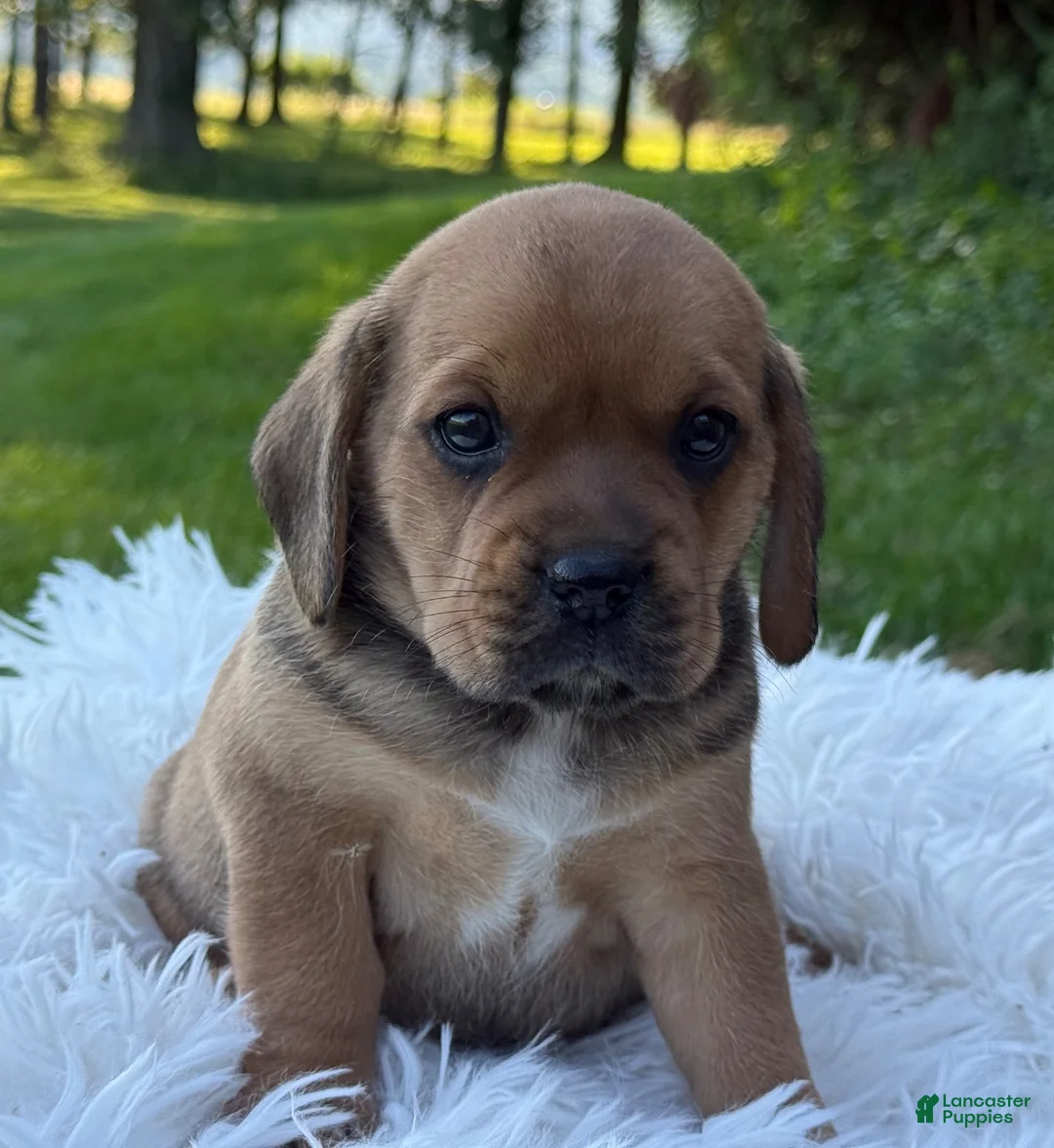 Puggle dogs for sale: Paisley  - Ad 8