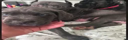 Cane Corso dogs for sale: Haus - Ad 3