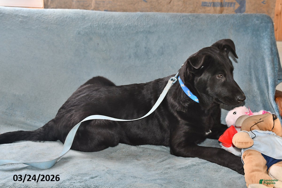 Belgian Malinois dogs Chase - Ad 2