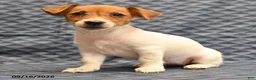 Jack Russell Terrier dogs for sale: Lily - Ad 5