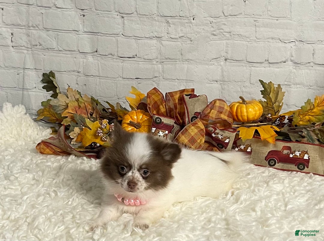 Chihuahua dogs for sale: Chihuahua Puppy 2 - Ad 1