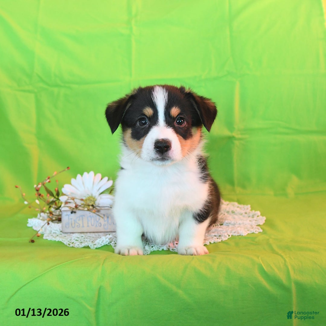 Welsh Corgi Pembroke dogs for sale: Prince    - Ad 4