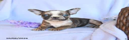 Frenchton dogs for sale: Rosa  - Ad 4