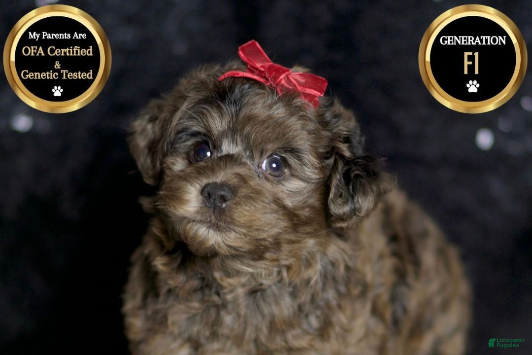 Yorkiepoo dogs Mr Pip - Ad 37