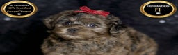 Yorkiepoo dogs for sale: Mr Pip - Ad 1