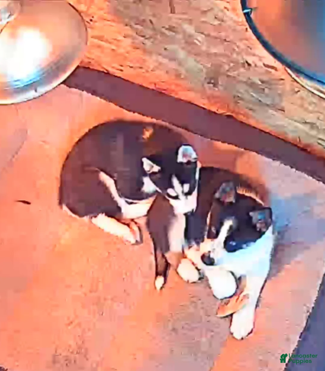 Siberian Husky dogs for sale: Oreo - Ad 9