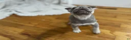 French Bulldog dogs for sale: Pluto - Ad 5