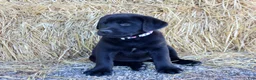 Labrador Retriever dogs for sale: White Collar - Ad 1