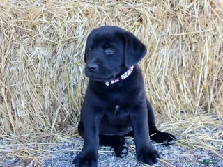 Labrador Retriever dogs for sale: White Collar - Ad 1
