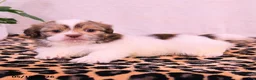 Shih Tzu dogs for sale: Stephanie - Ad 2