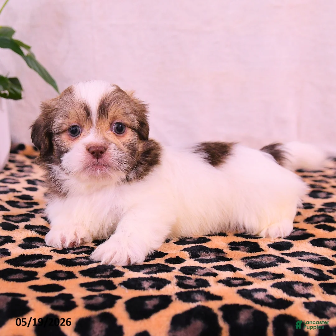 Shih Tzu dogs for sale: Stephanie - Ad 2