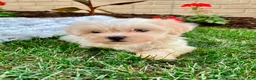Teddy Bear dogs for sale: Cammi - Ad 10