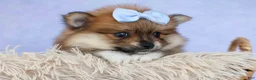 Pomeranian dogs for sale: Flossie  - Ad 12