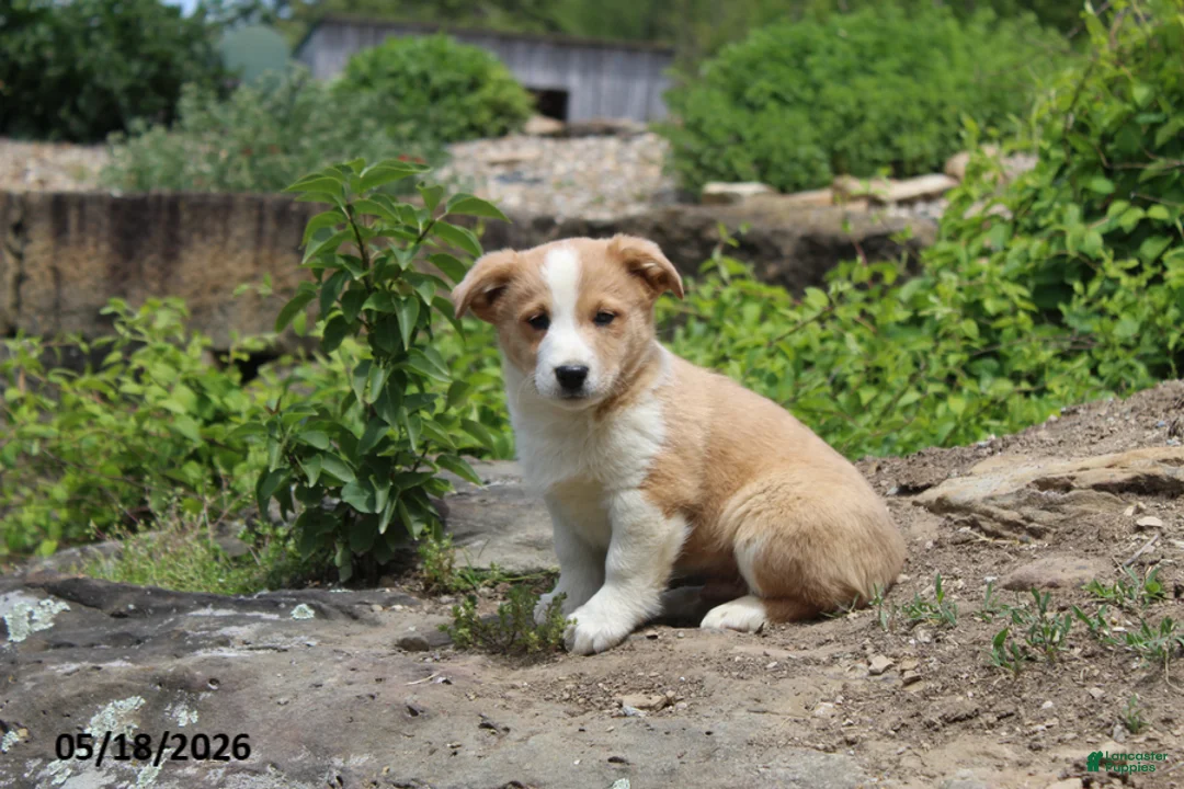 Mixed Breed dogs for sale: Oscar - Ad 2