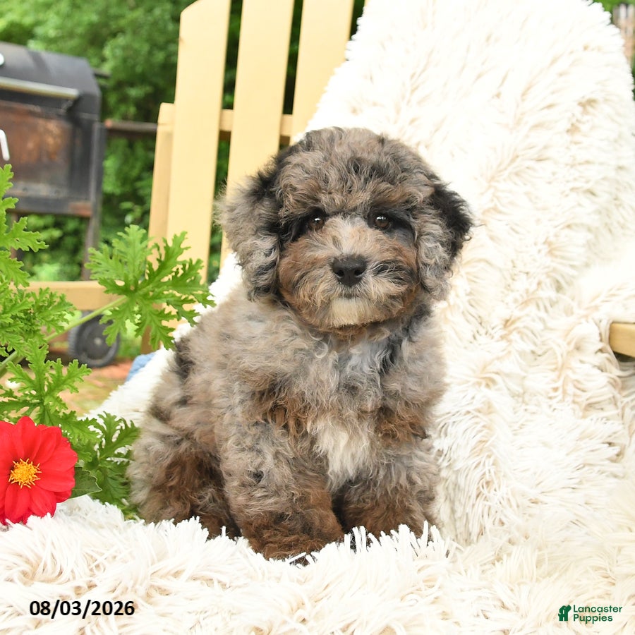 Mini Goldendoodle dogs Julia - Ad 1