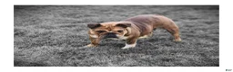 English Bulldog dogs for sale: Ada - Ad 14