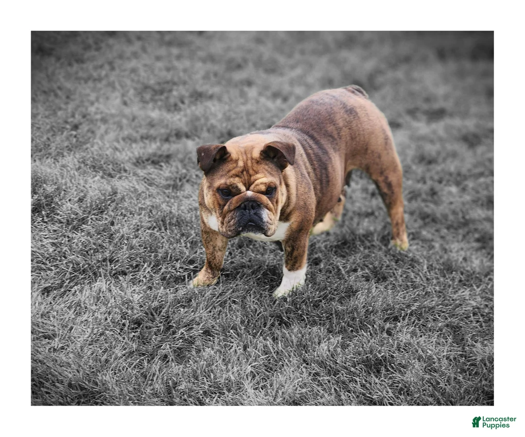 English Bulldog dogs for sale: Ada - Ad 14
