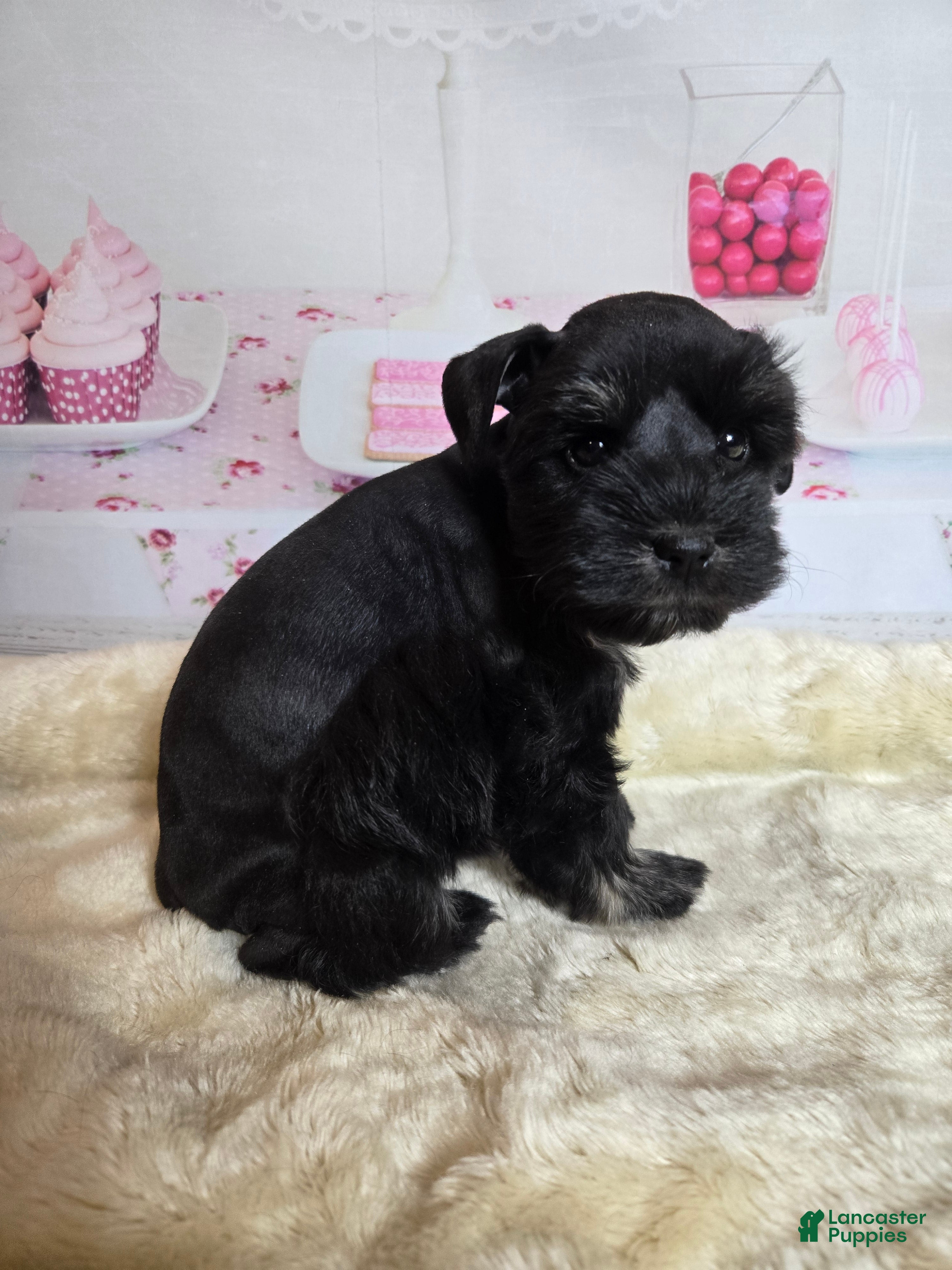Miniature Schnauzer dogs Roz        - Ad 10