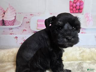 Miniature Schnauzer dogs Roz - Ad 42