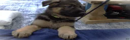 German Shepherd dogs for sale: German Shepherd Neon Collar Male - Ad 1