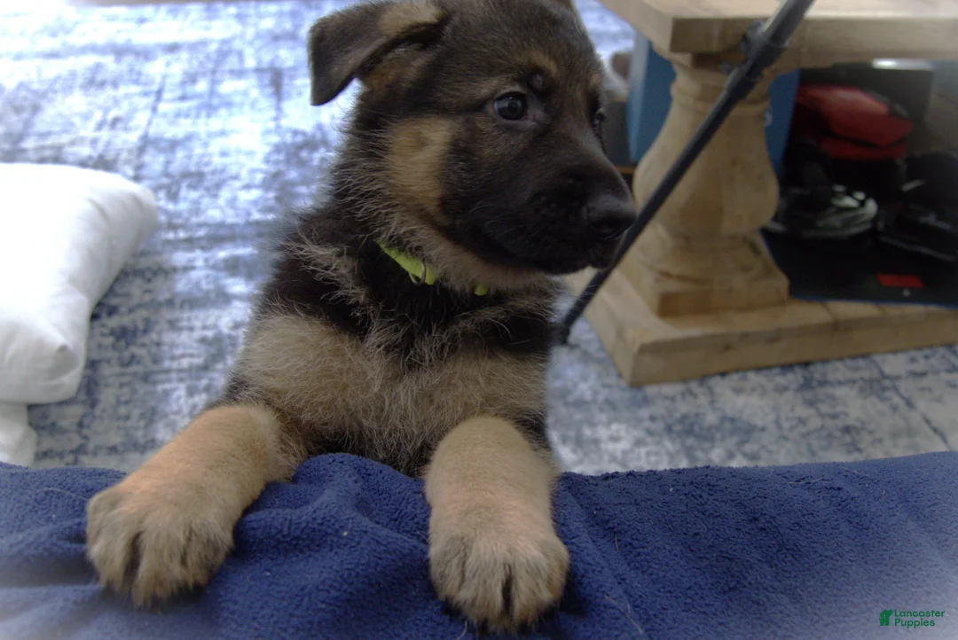 German Shepherd dogs for sale: German Shepherd Neon Collar Male - Ad 1