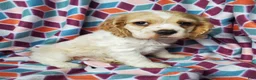 Cocker Spaniel dogs for sale: Tucker - Ad 2