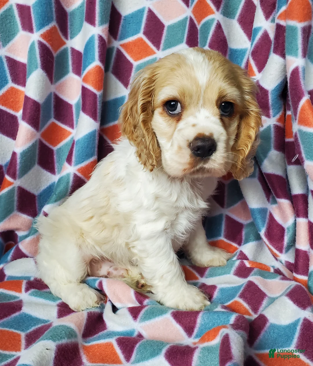 Cocker Spaniel dogs for sale: Tucker - Ad 2