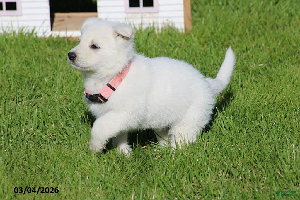 German Shepherd dogs Allison - Ad 2