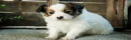 Papillon dogs for sale: Lottie - Ad 1