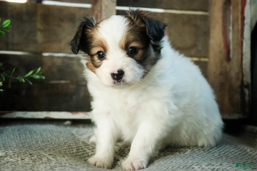 Papillon dogs for sale: Lottie - Ad 1