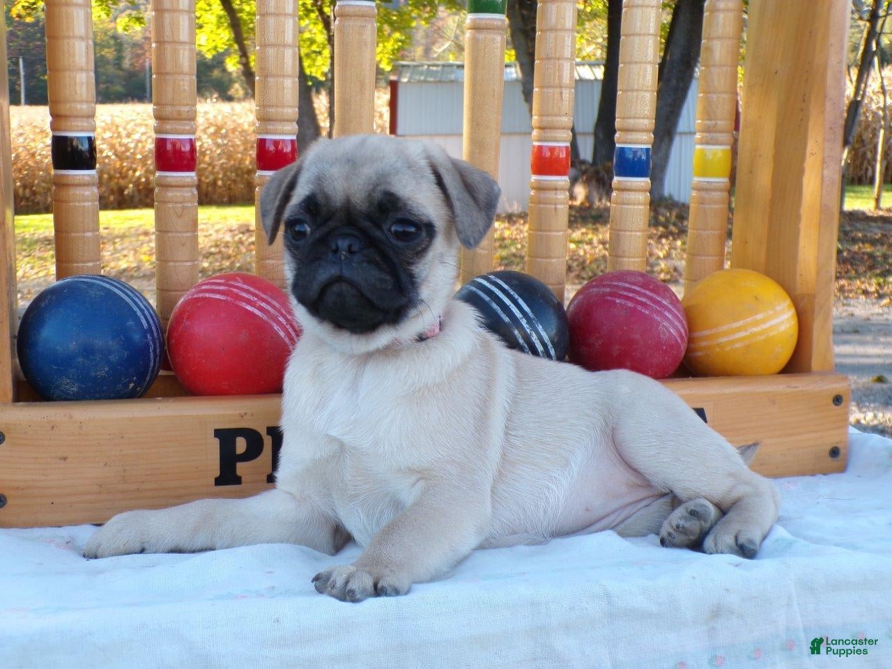 Pug dogs for sale: Dahlia - Ad 2